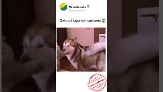 INACREDITÁVEL o que esse GATO fez🤣 #memes #humor #shorts #shortvideo