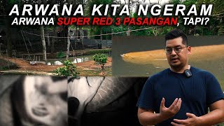 Akhirnya Arwana Kita Ngeram....... Kematian | Mike Red Farm, Chapter 4