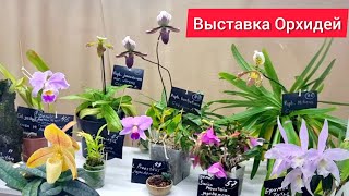 Красоты МНОГО не бывает!! Выставка орхидей и растений Орхидиум. Продавцы, коллекционеры, подписчики!