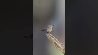 #bird #nature #beauty #singing