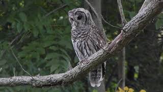 20200819 Barred Owl in Backyard