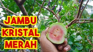 Bibit Jambu Kristal Merah