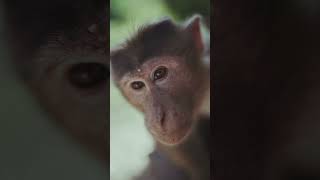 Monkey, almost kissed camera | Funny video | Just for entertainment