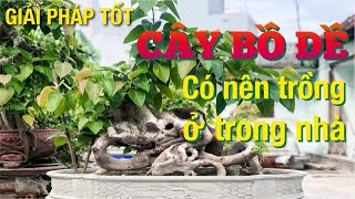 Cây bồ đề - phong thủy cây bồ đề - có nên trồng cây bồ đề - Ficus religiosa