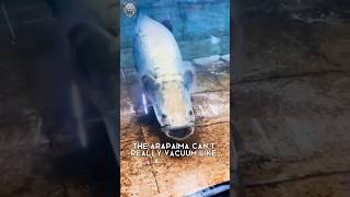 Vacuum Machine Arapaima Fish