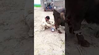 Dangerous way to take milk of Buffalo🦬🙂 #cow #viral #ytshorts #shorts