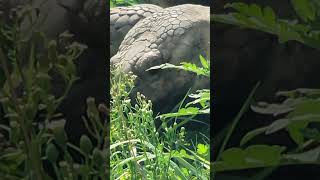 AFRICAN SPURRED TORTOISE 3rd Largest Tortoise after Galapagos Aldabra Giant #shorts #tortoise #video