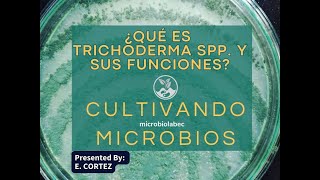 ¿Qué es Trichoderma spp, y cuáles son sus funciones?