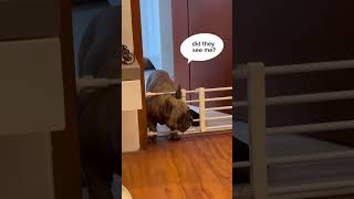 Getting it right the second time… part 2 #frenchbulldog #cute #pets #fyp #shortsvideo