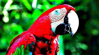 Closeup colorful scarlet Macaw on branch