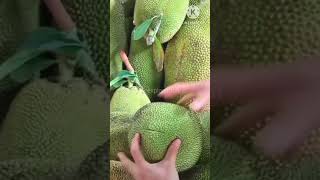 wow so nice jackfruit 😲😲