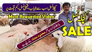 Kajla Chatra For Sale | Pure Sargodha Kajla Konsa Hota Hai | Kajla Chatra 2021 | Murad Ali Rehmani