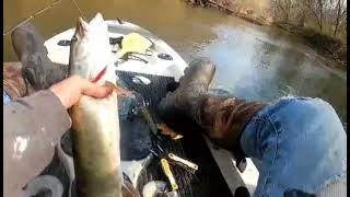 musky fishing small WV creek