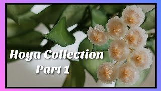 Hoya Collection | Part 1