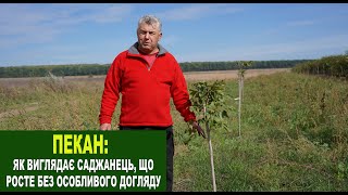 №208 Пекан: як виглядає саджанець, який ріс без особливого догляду