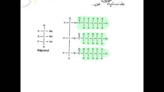 ap biology intro to water biomolecules