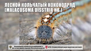 Лесной кольчатый коконопряд (Malacosoma disstria Hb.)