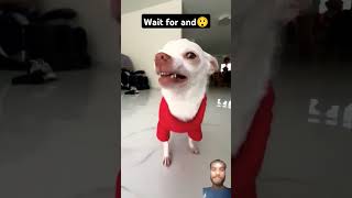 Niki wear a New sweater🤣🤣 #dog #niki #chihuahua #funny #nikiangry #shorts #trending #viralvideo