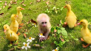 Adorable baby Bibi wants to make friend with ducklings