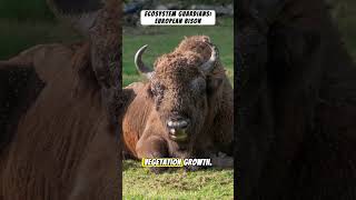 The Majestic European Bison #nature #animals #wildlife #animalfacts #naturelovers #shortvideos