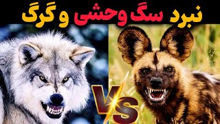 نبرد سگ آفریقایی وحشی و گرگ خاکستری |کدوم برنده میدان هست ؟ 😱🔥