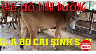 Chế độ ăn bò cái chữa, cái mang thai ( pregnant cow)