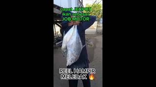 JECKPOT 🔥 reel pancing hampir JEBOL OM. di tarik ikan ini #fishing #mancing #shorts #pemancing