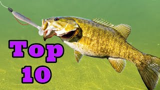 Swimbait Smackdown! (Epic Bites & Fights)