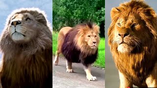 Powerful Attitude Lion King motivation whatsapp status Tamil | Verum poovum verillai | VpK