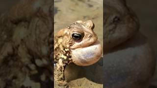 The most poisonous 🐸 frog in the world 🤯🤯 || #shorts #viral #short