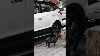 Streetcat#Shortvideo