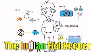 5 Tips To buy New Fish | The Indian Fishkeeper