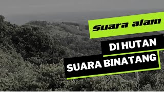 SUARA ALAM - SUARA BINATANG DI HUTAN LIAR