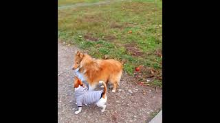 #shorts Dance💃🕺 #funnyanimals #funnydog #jackrussells #dogs #animalsdance