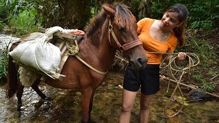 Building farm cabin stone. Transporting sand build and stone by horse power. Gia Bảo