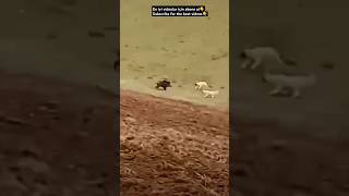 DOGS VS WARTHOG #wildlife #subscribe #dog #doglover #warthogdefense #warthogs #nature #shorts #like