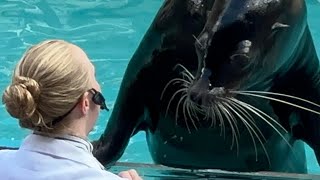 Sea Lion and Otter Spotlight at SeaWorld Orlando 10.5.23