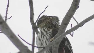 Squirrel Relaxing In Tree, Cooper's Hawk In Next Tree