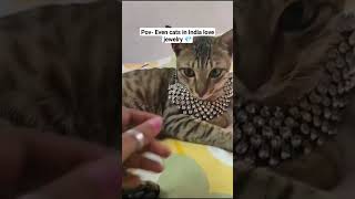 My Desi Cat #cat #catlover #catvideos #catshorts #cute #cutecat