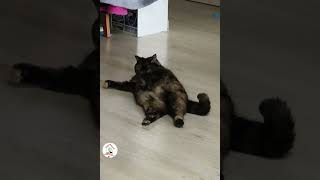 Try Not To Laugh Funny Cats Shorts Funny Cats Clips Compilations 😺🤣🤣 -EPS1194 #funnycatsvideos