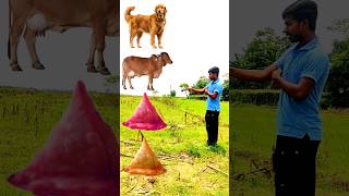 colouring samosa to dog, cow, horse and cat 😺 new funny vfx 🤣 #comedy #shots #trending