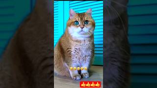 Mishti ki Billi to dancer Nikli🤣🤪 #funny #comedy #cute #dance #cat #fun #viralvideo #youtubeshorts