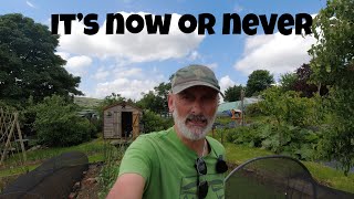 It’s Now or Never | Allotments For Fun and Food