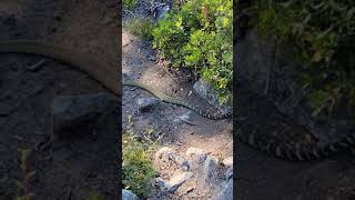 Green rattlesnake california