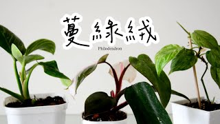 蔓綠絨如何養護？高顏值、獨具質感的熱帶綠植🌿Philodendron, a family of noble but not expensive and unique foliage plants