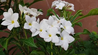 Today Morning Visit On Galiff Street Flower Plants Market At Tala Haat| Largest Flower Plants Market