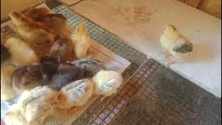 anak ayam lucu