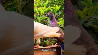 Real Birds sound | For nature lovers | #Shorts