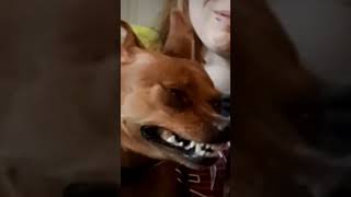 This is the devil? #dog #viral #pinscher #meme #shorts #trendingshorts