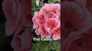 Пеларгония Pac Calais